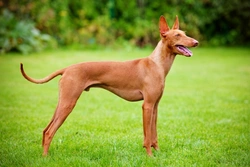 Cirneco dell’Etna: A Rare Italian Hound Breed