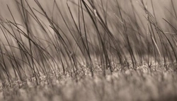 Droge huid bij honden