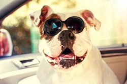 6 Essential Tips to Protect Your Dog from the Sun