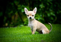 10 Essential Facts About Chihuahuas Before You Buy One