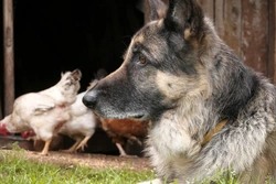 Can Dogs Pick Up Lice from Chickens? Myths and Facts