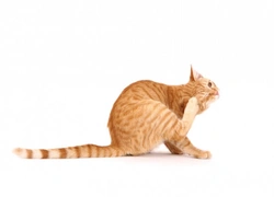 Complete Guide to Flea Treatment for Cats