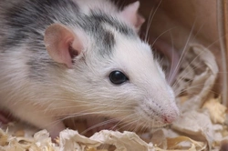 How to Find and Buy Healthy Pet Rats