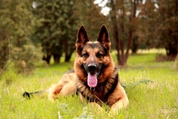Degenerative spinal myelopathy in German shepherds: causes and care