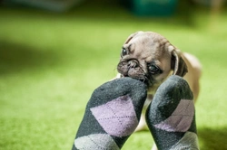 Why Does Your Dog Take Your Socks or Shoes? What It Means