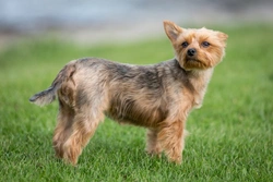 Common Health Issues in Yorkshire Terriers: What Owners Should Know