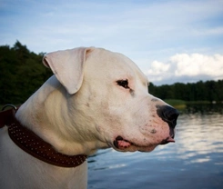 Deed Not Breed: Judging Dogs by Behaviour, Not Breed