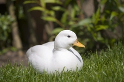 3 Stunning Domestic Duck Breeds Perfect for Your Garden