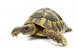 CITES: Advertising and Legal Rules for Endangered Pets