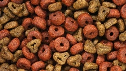 Hondenvoer voor oudere honden