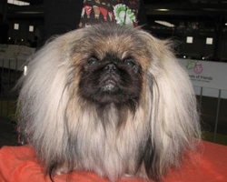 Pechinese: il cane degli imperatori della Città Proibita