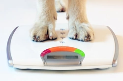 Tips to Help Underweight Dogs Gain Healthy Weight