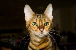 4 Gorgeous Exotic Looking Cat Breeds to Know in 2025