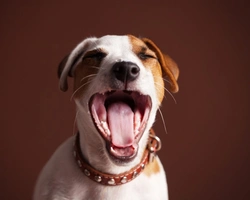 Halitosis in Dogs: Causes and How to Manage Bad Breath