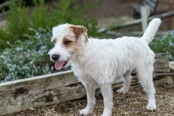 Myelodysplastic Syndromes in Dogs: Causes, Symptoms & Care