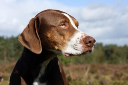 Uveitis in Dogs: Causes, Symptoms & Treatment Guide