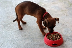 Dogs and Food: Understanding Canine Eating Habits