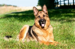 Canine Arthritis FAQ: Key Facts Every Dog Owner Should Know