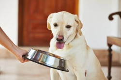 10 consejos para manejar reacciones alimentarias adversas en perros