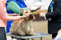 Kennel Club ‘Have a Go’ Dog Shows: Your 2025 Introduction