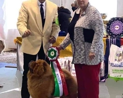 Chow Chow Orsi Scaligeri