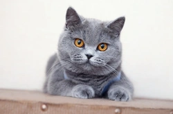 Top 5 GCCF Pedigree Cat Breeds in 2023: Trends Revealed
