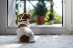 How to Manage Your Puppy When You Return Home