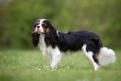 Curly Coat/Dry Eye Testing in Cavalier King Charles Spaniels