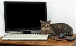 Keeping Pets Safe Around Electrical Cords: Essential Tips