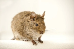 Common Health Issues in Degus Beyond Diabetes