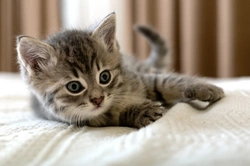 5 Common Household Substances That Can Poison Your Cat