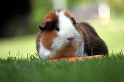 Guinea Pigs: Outdoor Care and Safety Tips for Happy Pets