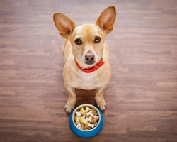 Dove conviene acquistare cibo per cani e gatti: Zooplus e gli altri