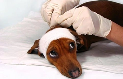 Hond is bang voor de dierenarts