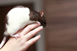 How to Bathe Your Pet Rat: Essential Tips and Steps