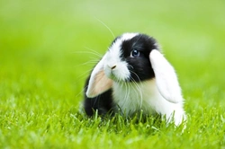 Should You Get Rabbit Insurance? What It Covers and Why It Helps