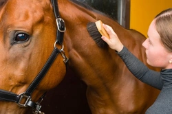 Top Grooming Tips for Your Horse: Expert Care Guide
