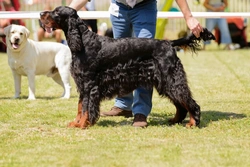 How a dog show trainer helps you prepare your dog for the ring