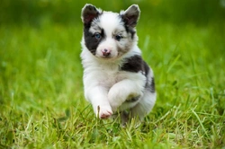 Dogs and Their Memories: A Guide to Canine Memory and Behaviour