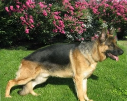 Le razze cinofile, la loro classificazione secondo l'ENCI e FCI