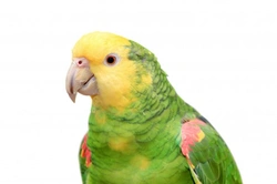 Yellow-headed Amazon: Care, Feeding & Breeding Guide