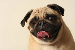 Ultra-typing or over-typing in cats and dogs explained