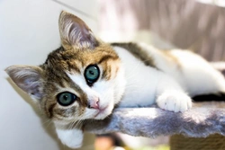 Five FAQs on Training a Cat: Easy Tips for Success