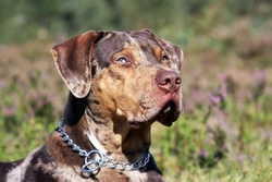 Perro Catahoula Leopard: Temperamento y Datos Clave