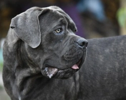 Cane Corso: carattere e curiosità