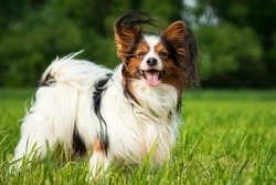 Papillon dog hereditary health: Testing & common conditions