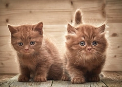 Interesting Things About Kittens: Essential Care & Growth Info