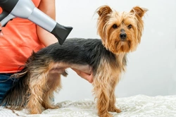 Can you use a hairdryer on your dog safely?