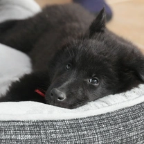 Cómo elegir la mejor cama para tu perro