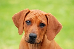 What To Expect When You Worm A Puppy For The First Time